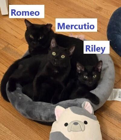 Enlarge Riley LA, a Adoptable Domestic Short Hair in Greenville, SC image 4/4
