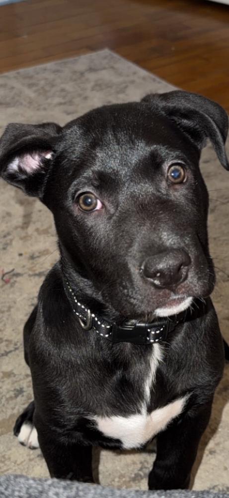 Casanova (Love litter), Adoptable, Puppy Male Mixed Breed & German Shepherd Dog.