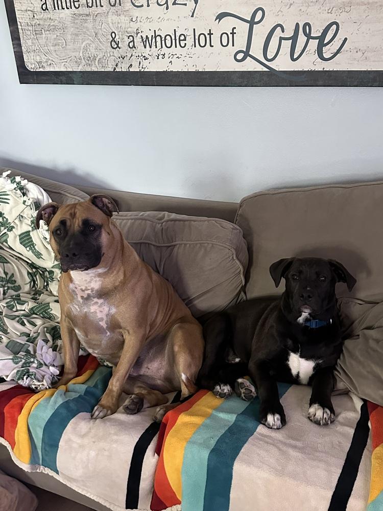 Rocky (AKA Casanova), Adoptable, Puppy Male Mixed Breed & German Shepherd Dog.