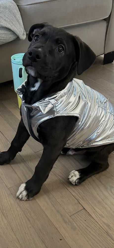 Enlarge Rocky (AKA Casanova), a Adoptable mixed breed in Lincoln Park, MI image 4/5