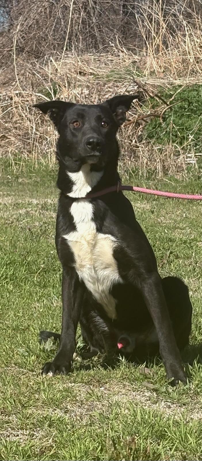 Tripp , a ADOPTABLE mixed breed in Newport, AR image 1/3