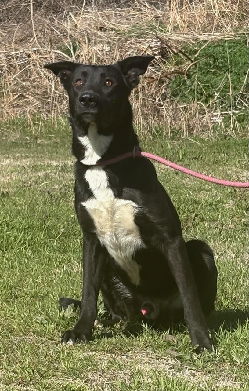 Tripp , a ADOPTABLE mixed breed in Newport, AR image 3/3