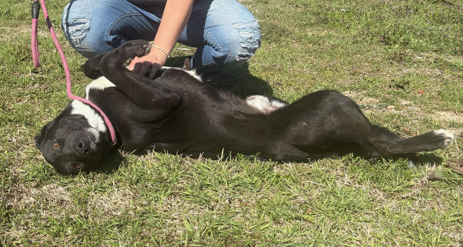 Tripp , a ADOPTABLE mixed breed in Newport, AR image 2/3
