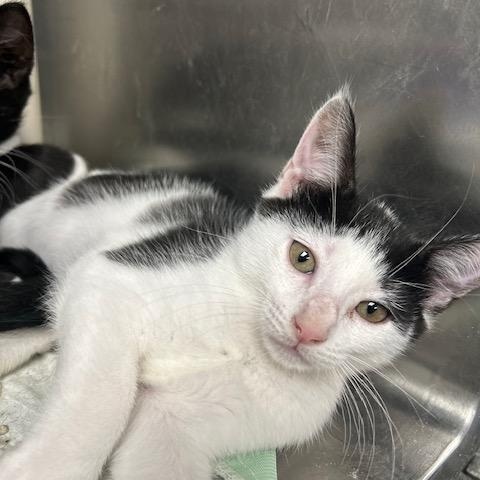 Ginger Snap, Adoptable, Kitten Female Domestic Short Hair.