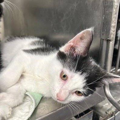 Ginger Snap, a Adoptable mixed breed in Bloomingdale, NJ image 2/4