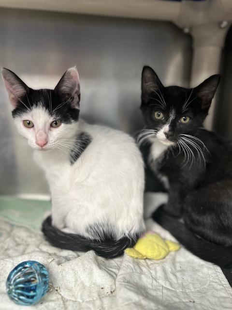 Ginger Snap, a Adoptable mixed breed in Bloomingdale, NJ image 3/4