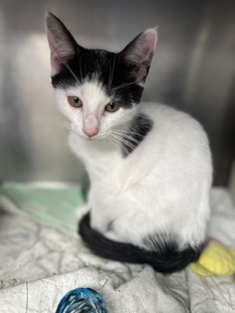 Ginger Snap, a Adoptable mixed breed in Bloomingdale, NJ image 4/4