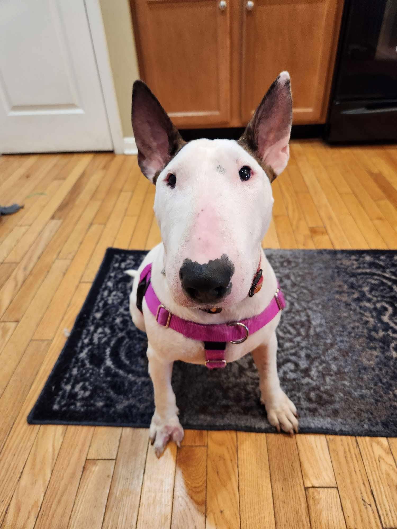 24-011 Brandy, Adopted, Adult Female Bull Terrier.