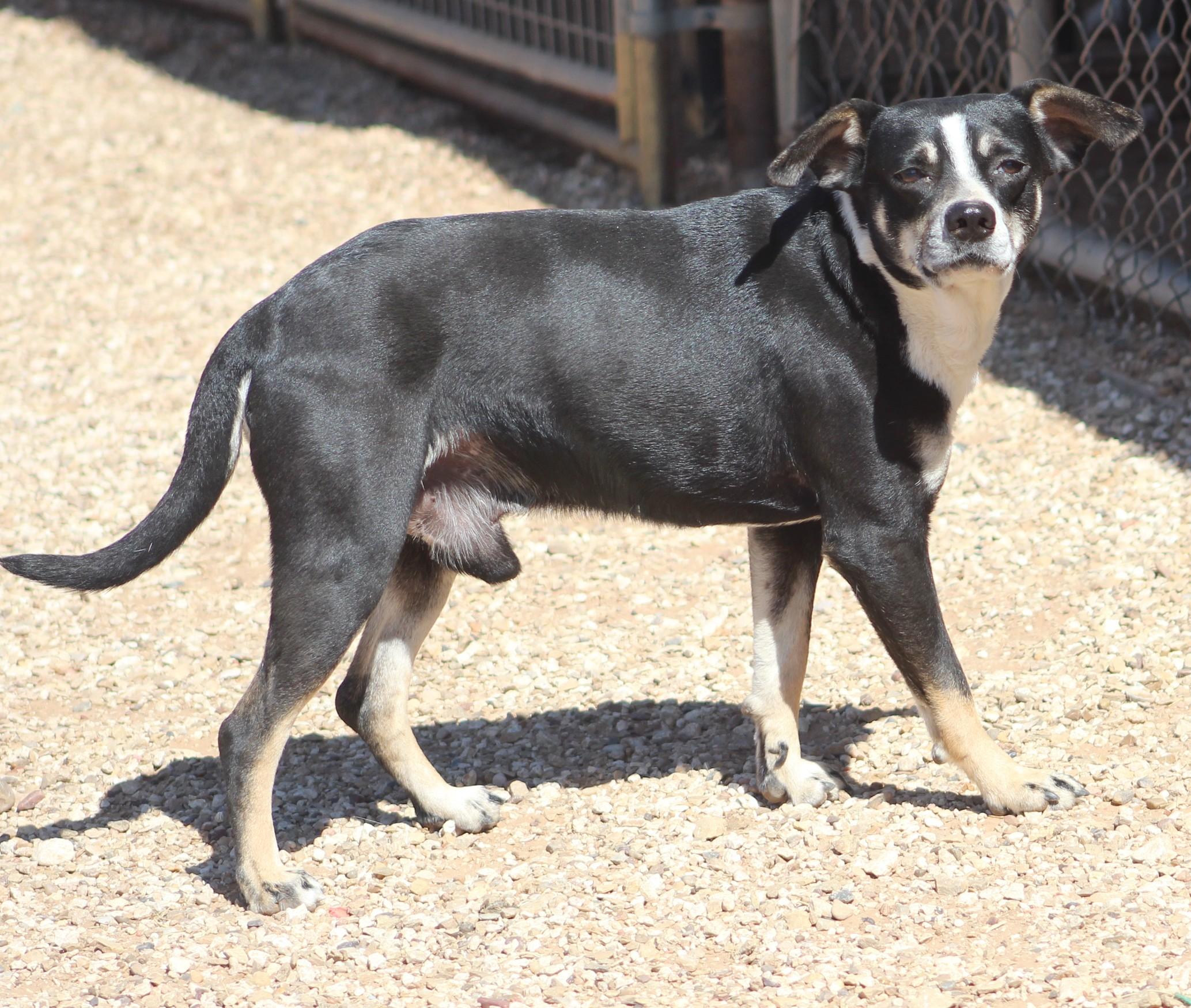 Enlarge Vinnie, a Adoptable mixed breed in Post, TX image 2/6