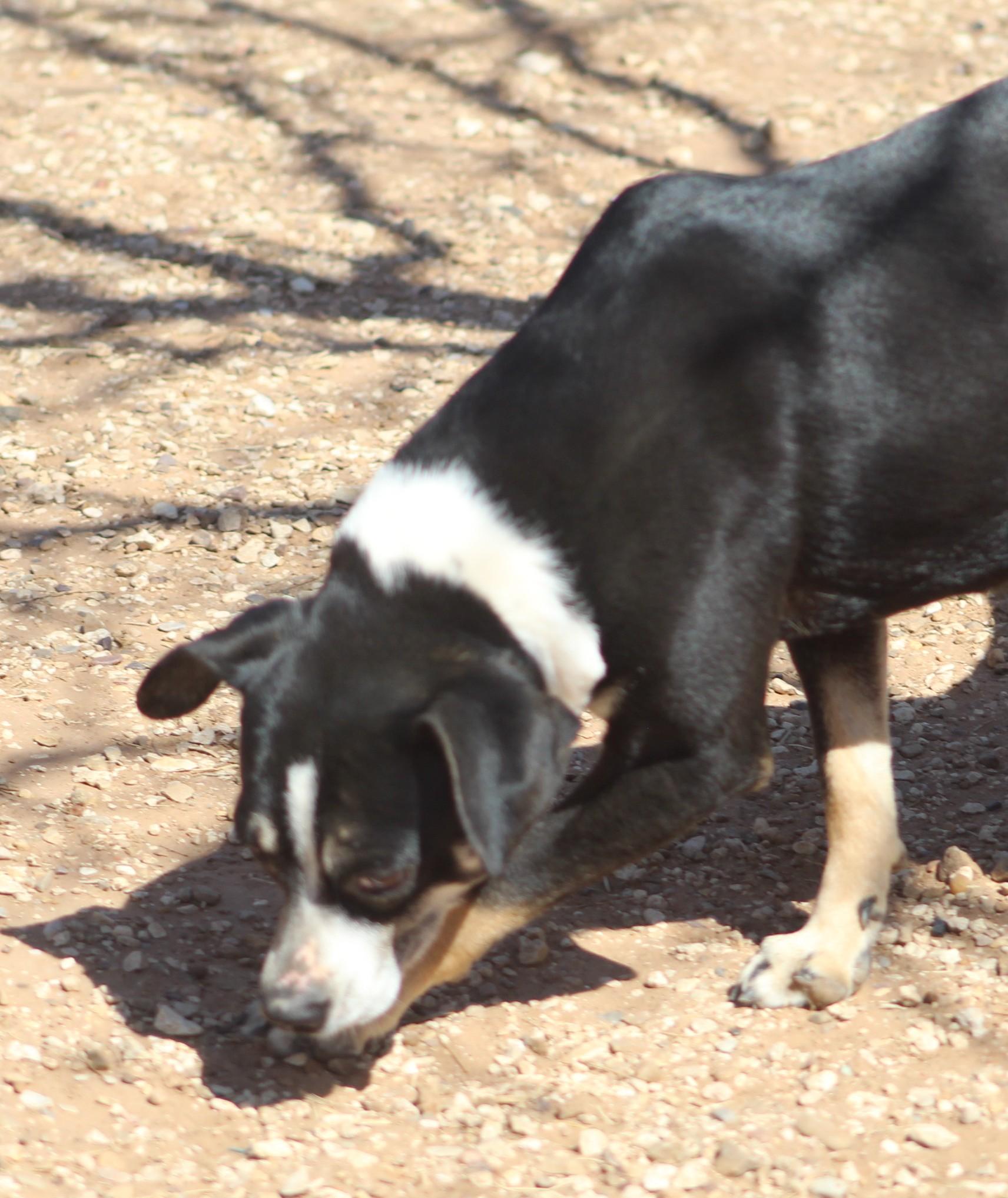 Enlarge Vinnie, a Adoptable mixed breed in Post, TX image 5/6