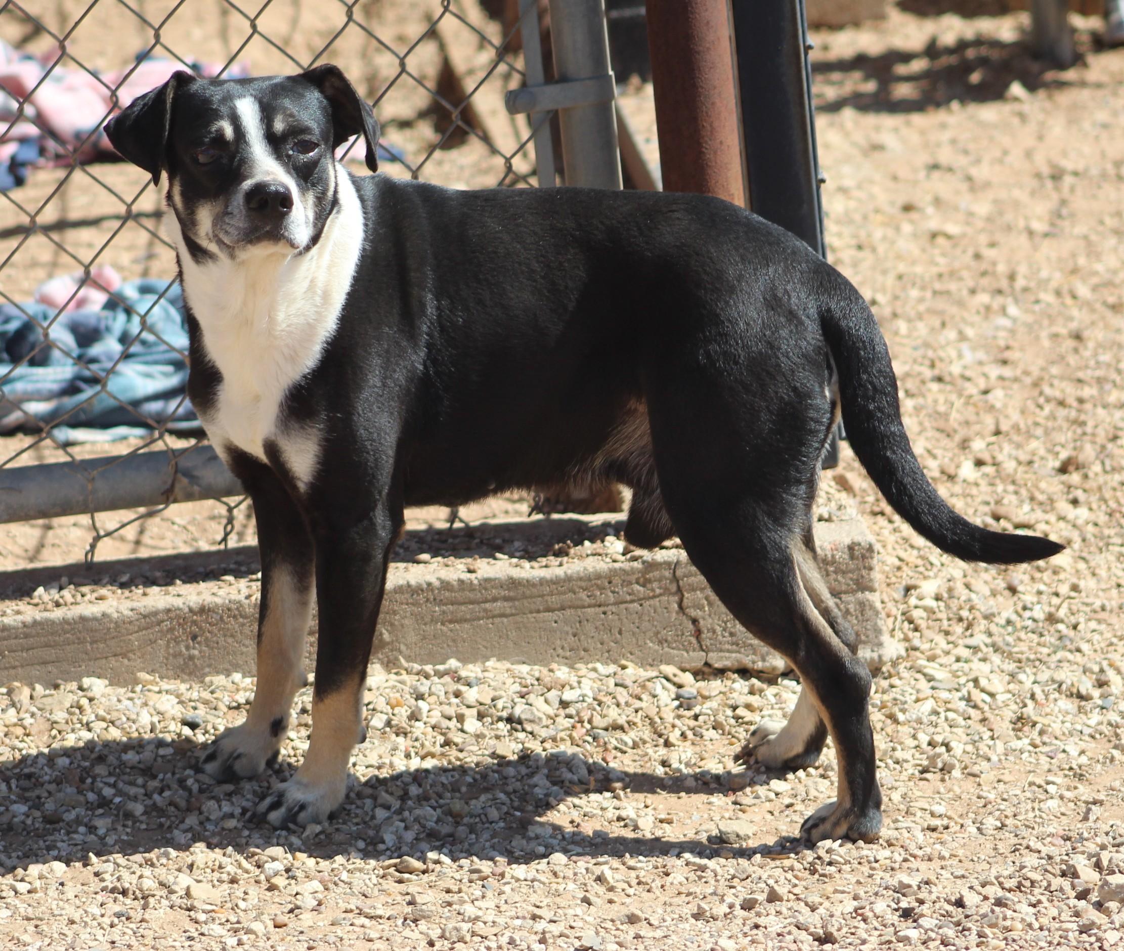 Vinny, Adoptable, Adult Male Terrier.