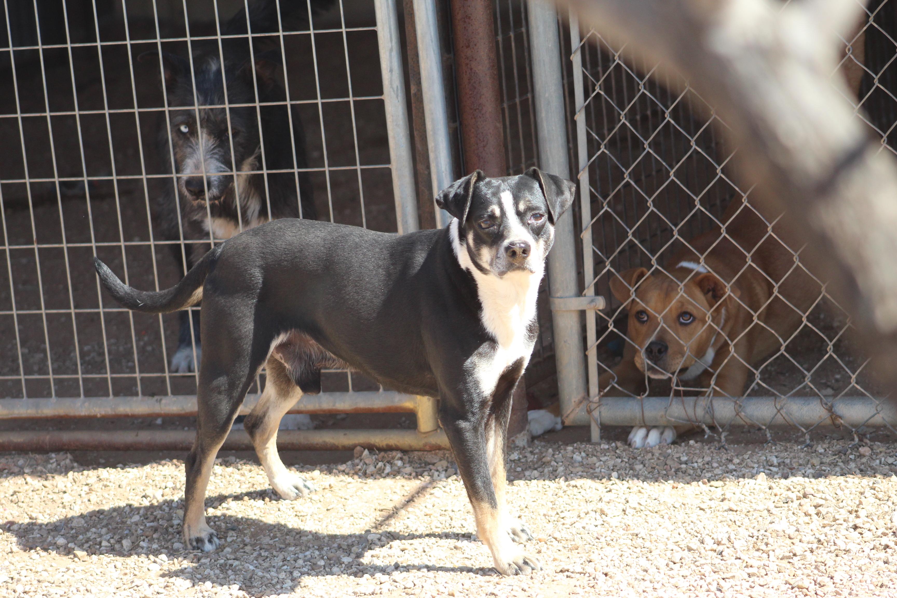 Enlarge Vinnie, a Adoptable mixed breed in Post, TX image 3/6