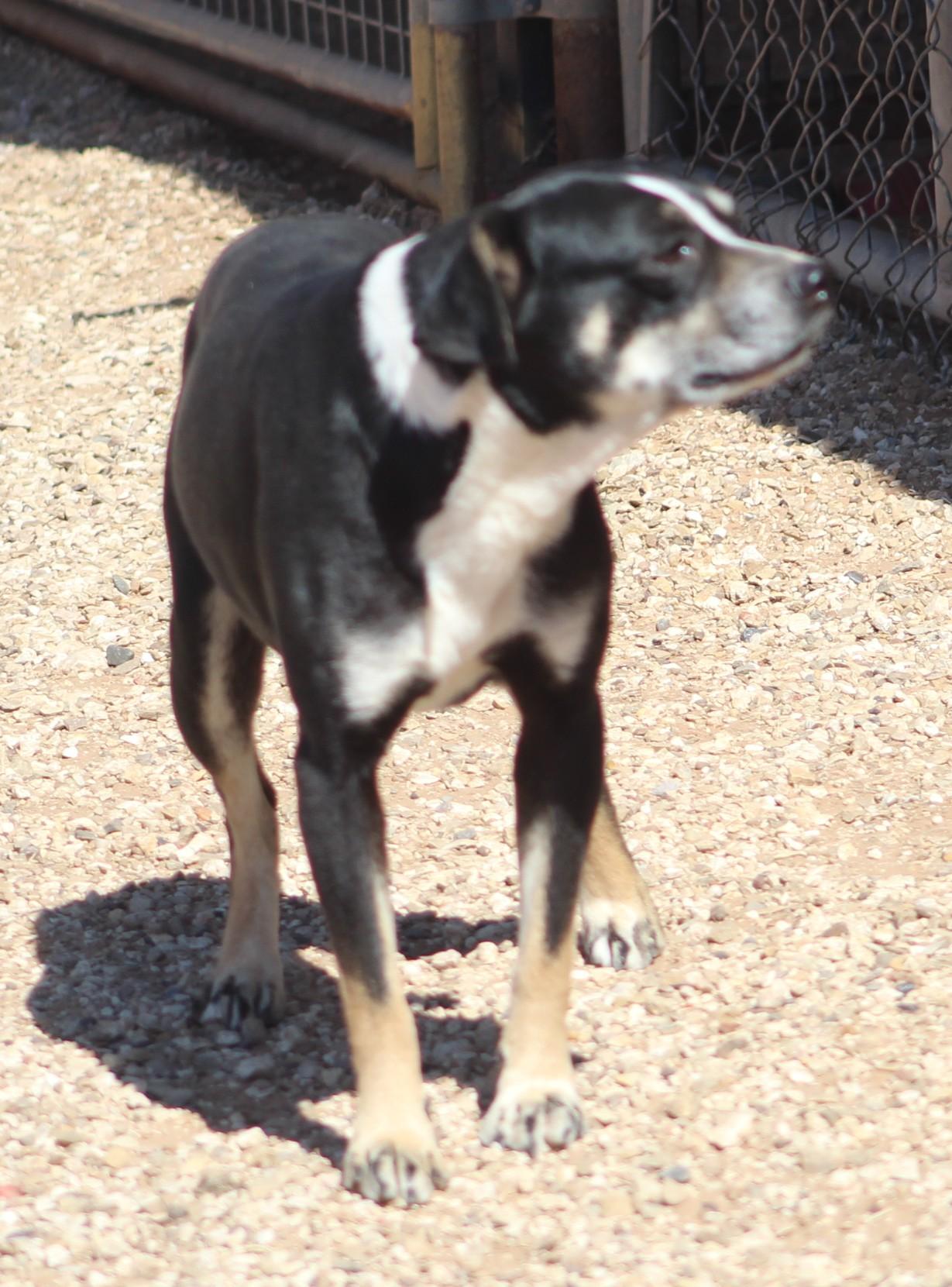 Enlarge Vinnie, a Adoptable mixed breed in Post, TX image 4/6