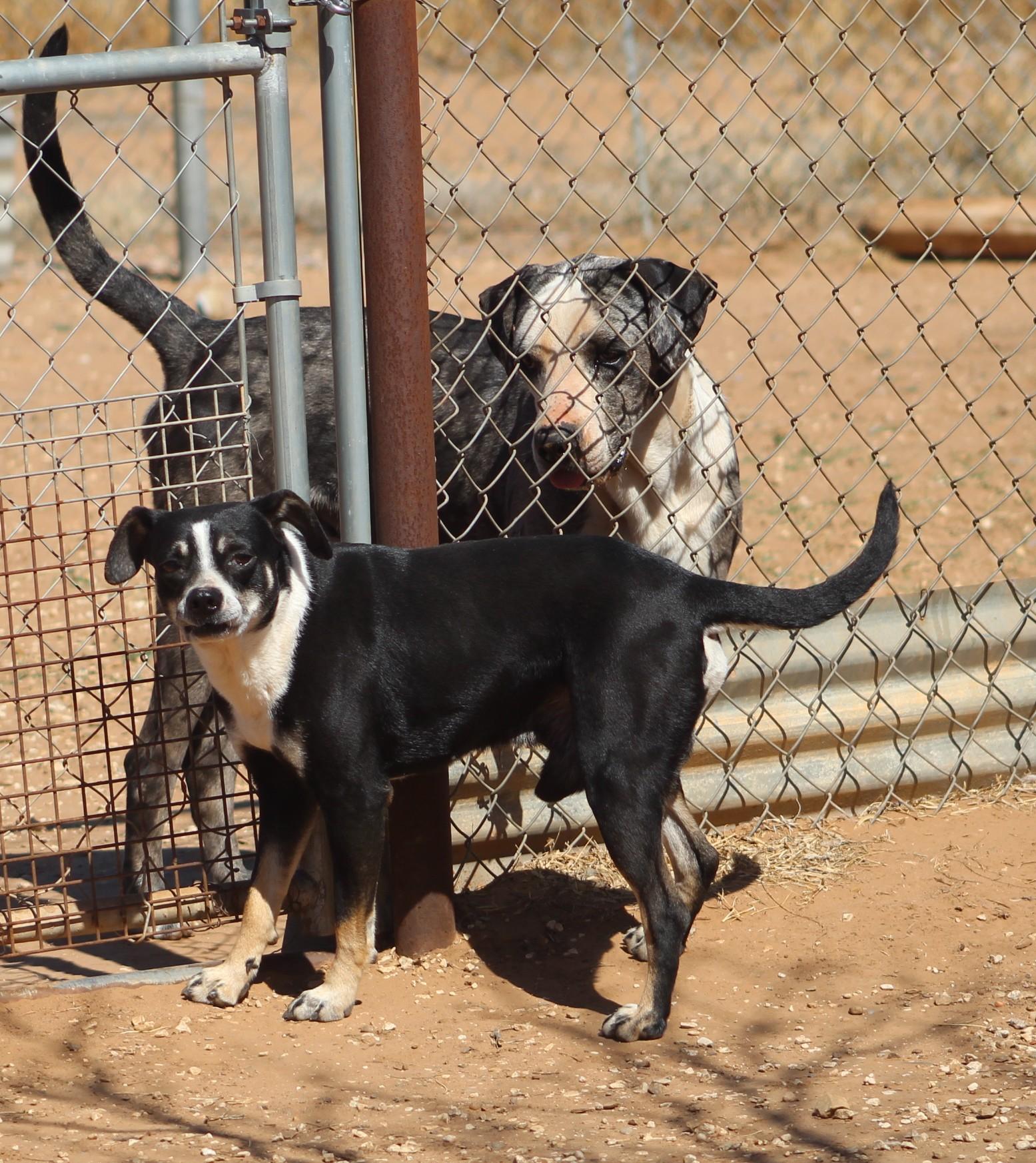Enlarge Vinnie, a Adoptable mixed breed in Post, TX image 6/6