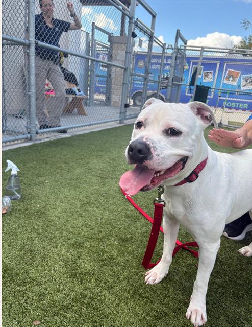 Enlarge MACK, a Adoptable Pit Bull Terrier in Pearland, TX image 1/1