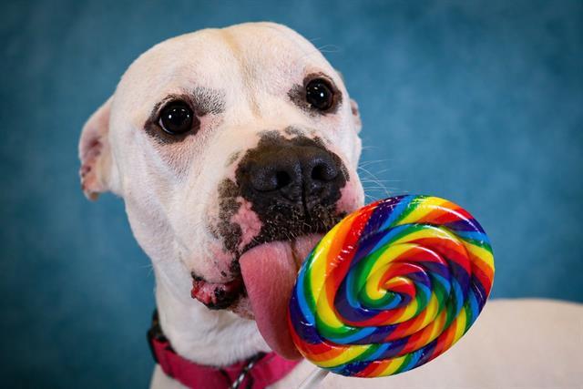 MACK, Adoptable, Adult Male American Bulldog & Mixed Breed.