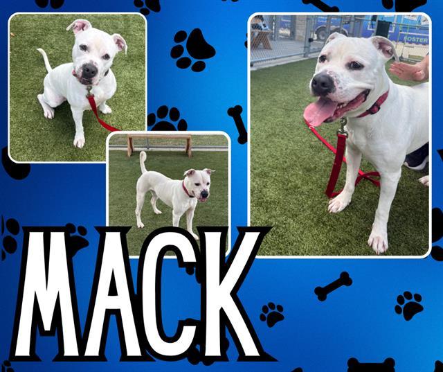 MACK, Adoptable, Adult Male American Bulldog & Mixed Breed.