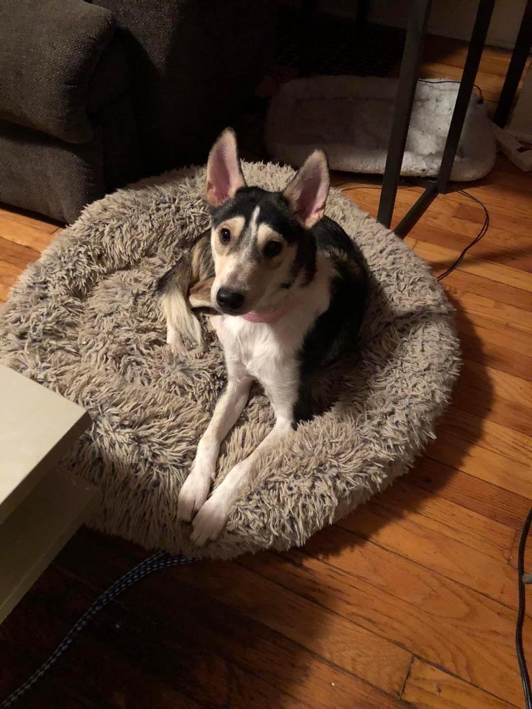 Enlarge Imani, a Adopted mixed breed in West Bloomfield, MI image 2/3