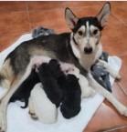 Enlarge Imani, a Adopted mixed breed in West Bloomfield, MI image 3/3