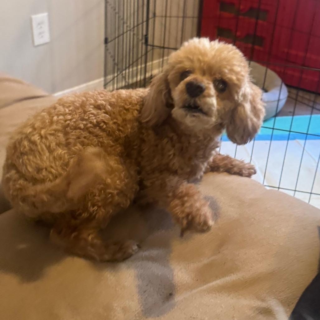 Enlarge Madam Mim, a Adoptable mixed breed in Houston, TX image 1/6