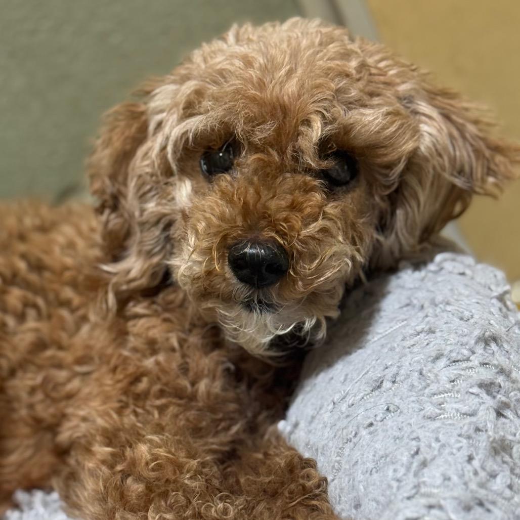 Enlarge Madam Mim, a Adoptable mixed breed in Houston, TX image 2/6