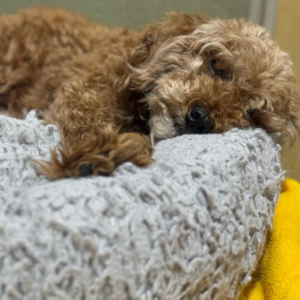Enlarge Madam Mim, a Adoptable mixed breed in Houston, TX image 3/6