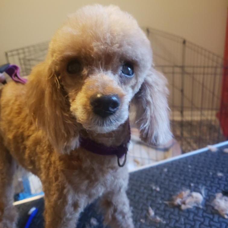 Enlarge Madam Mim, a Adoptable mixed breed in Houston, TX image 4/6
