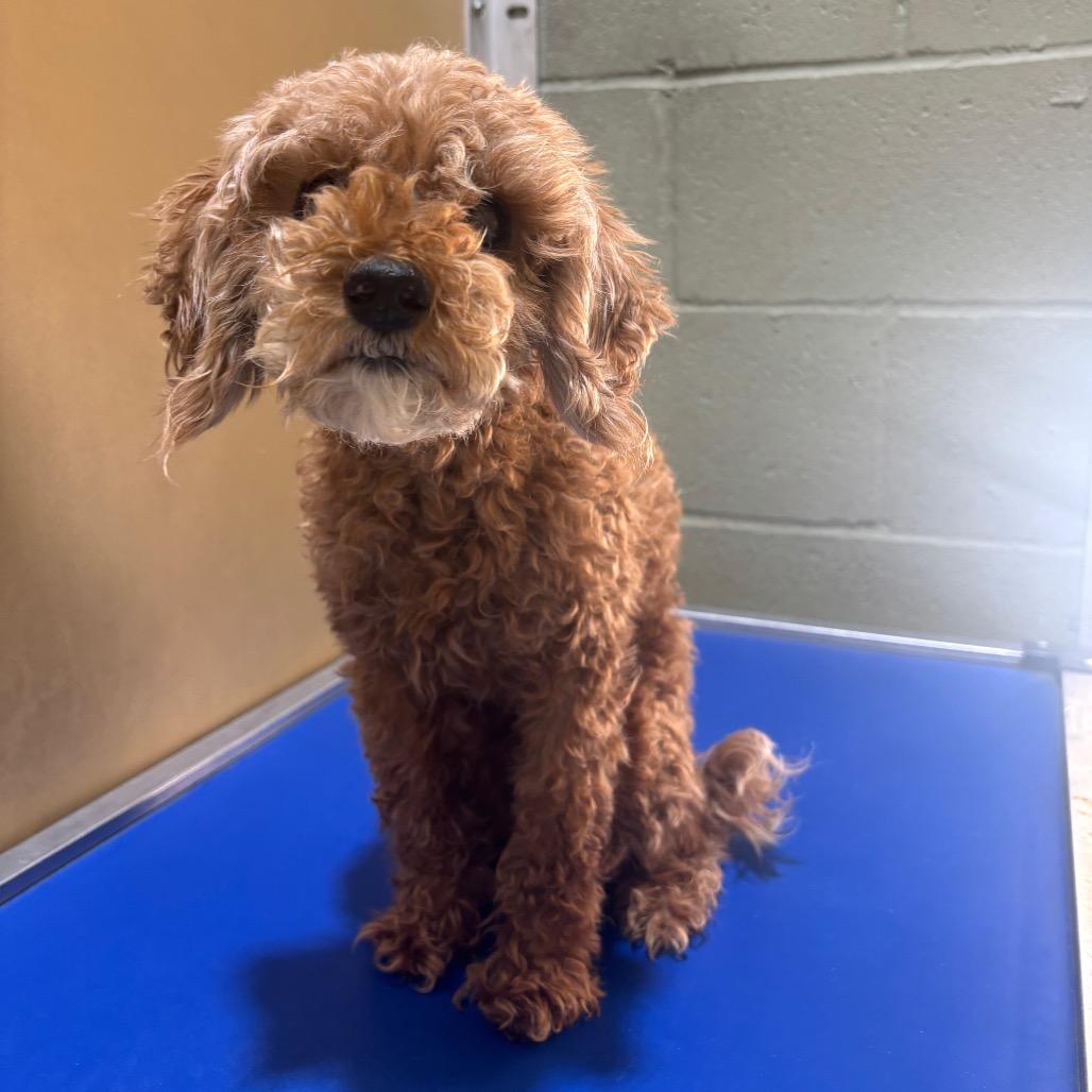 Enlarge Madam Mim, a Adoptable mixed breed in Houston, TX image 5/6