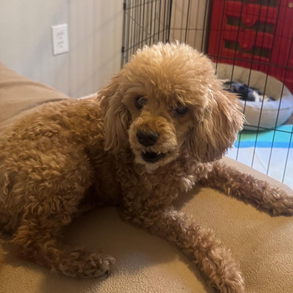 Enlarge Madam Mim, a Adoptable mixed breed in Houston, TX image 6/6