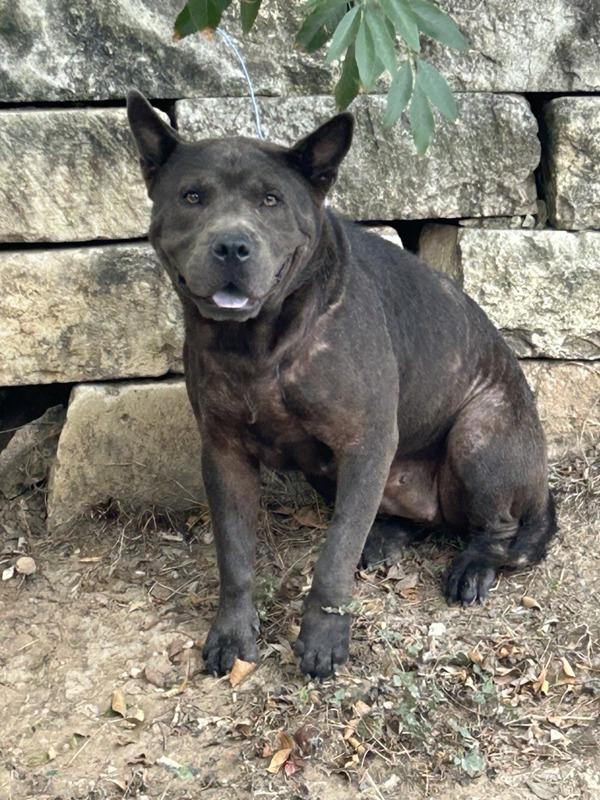 Enlarge Ursula, a Adoptable mixed breed in Austin, TX image 2/2