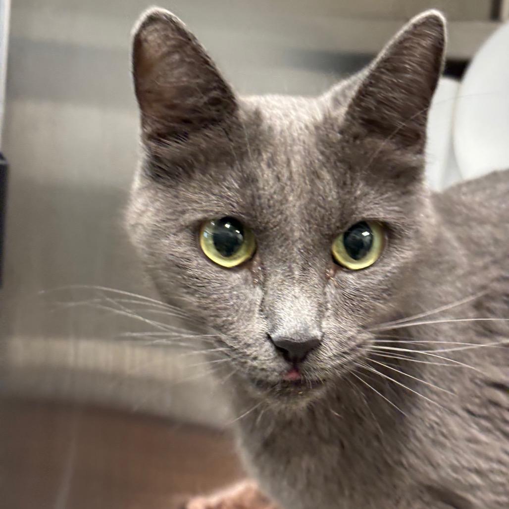 Ariel, Adoptable, Young Female Domestic Short Hair & Domestic Short Hair.