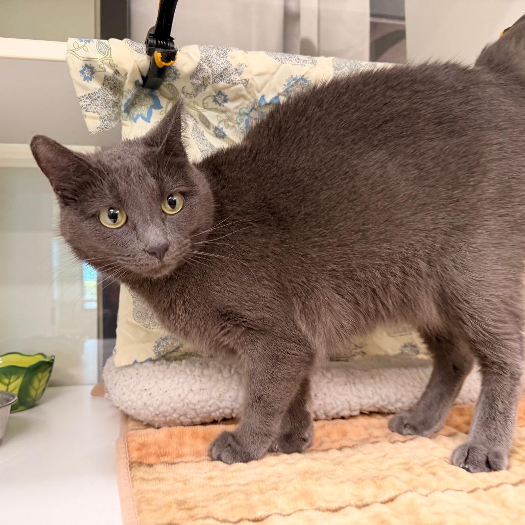 Enlarge Ariel, a Adoptable mixed breed in League City, TX image 2/5