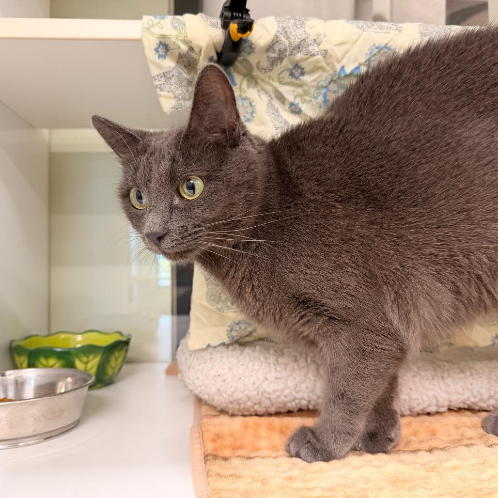 Enlarge Ariel, a Adoptable mixed breed in League City, TX image 3/5