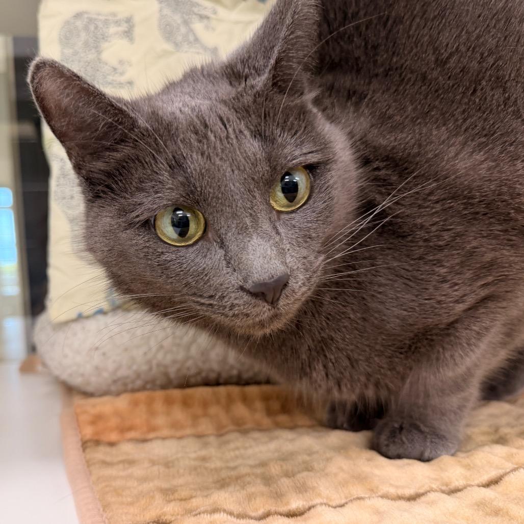 Enlarge Ariel, a Adoptable mixed breed in League City, TX image 4/5