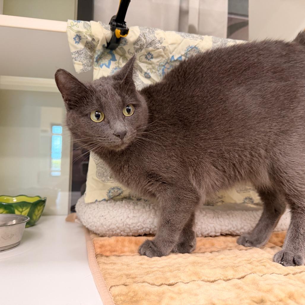Enlarge Ariel, a Adoptable mixed breed in League City, TX image 5/5