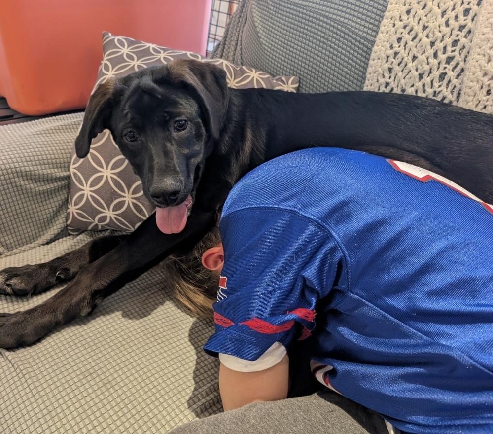 Enlarge Bellatrix, a Adoptable mixed breed in Cheektowaga, NY image 1/4