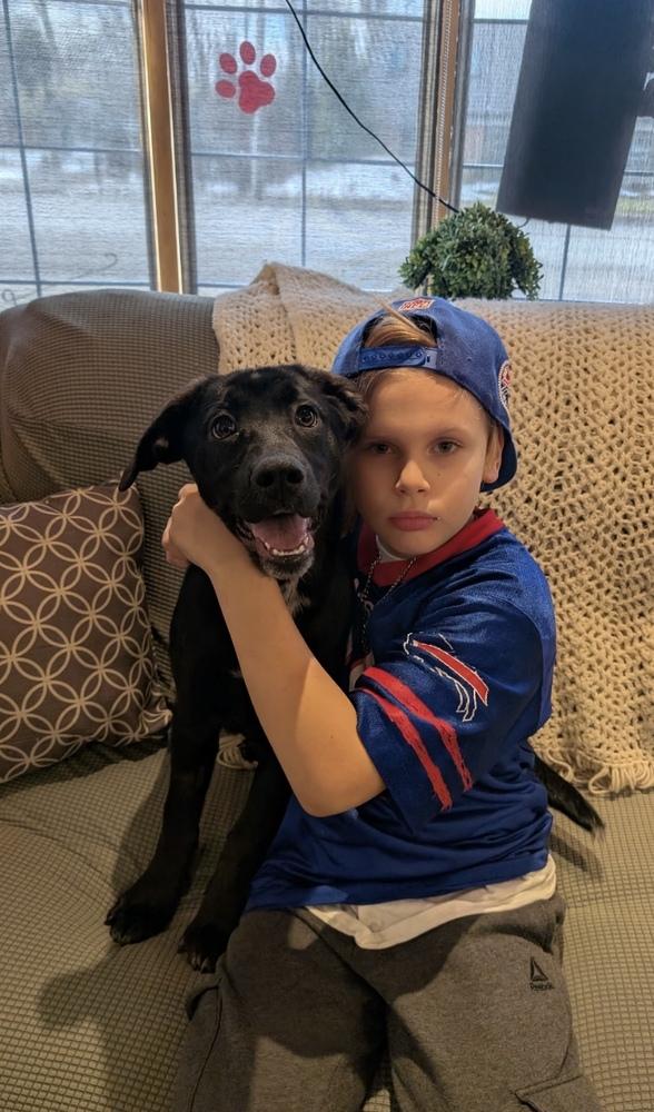 Enlarge Bellatrix, a Adoptable mixed breed in Cheektowaga, NY image 2/4