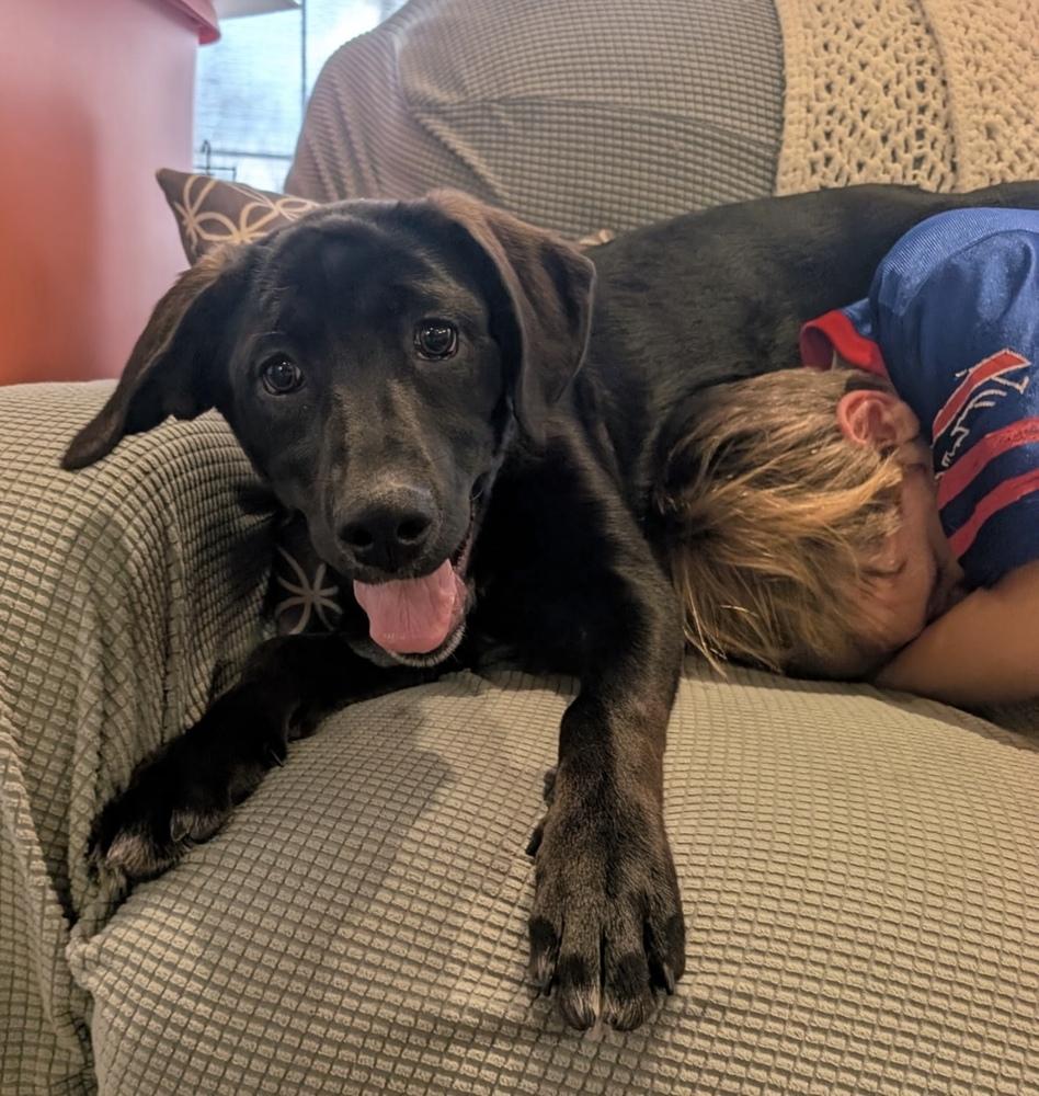 Enlarge Bellatrix, a Adoptable mixed breed in Cheektowaga, NY image 3/4