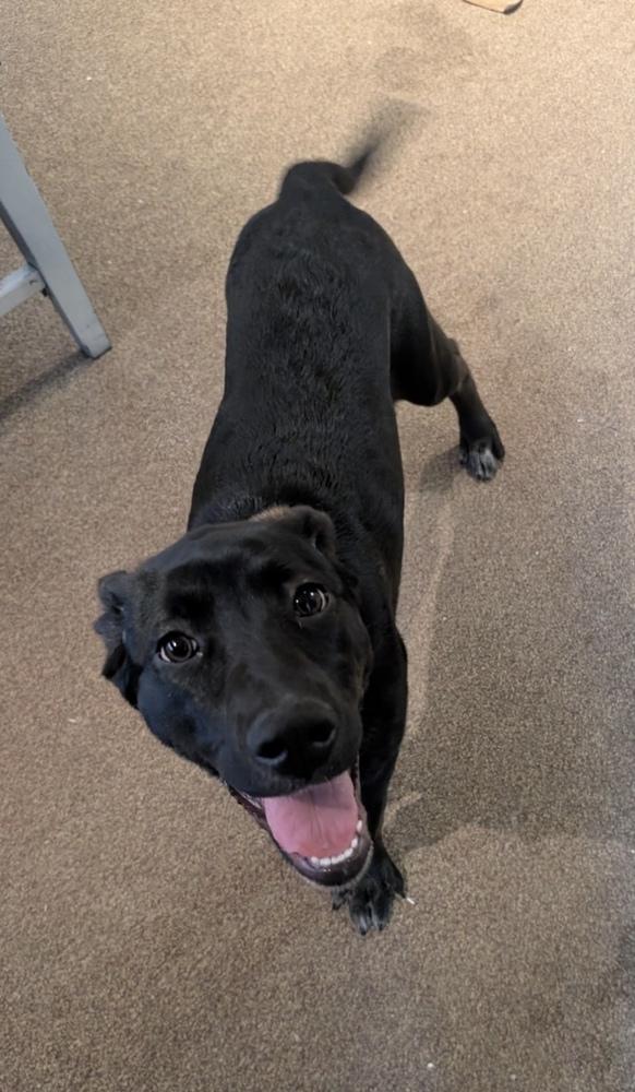 Enlarge Bellatrix, a Adoptable mixed breed in Cheektowaga, NY image 4/4