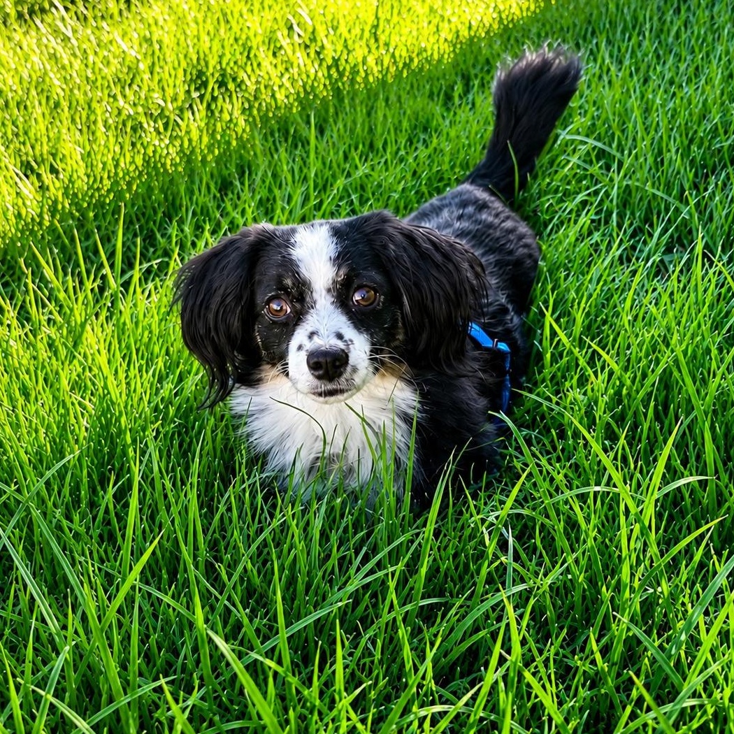 Enlarge Domino, a ADOPTABLE mixed breed in Canyon Country, CA image 1/5