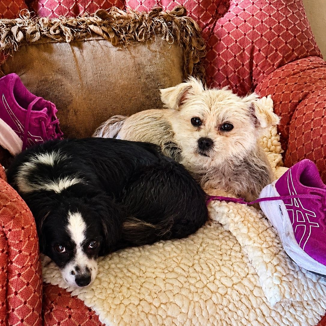Enlarge Domino, a ADOPTABLE mixed breed in Canyon Country, CA image 2/5