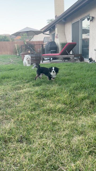 Enlarge Domino, a ADOPTABLE mixed breed in Canyon Country, CA video 5/5