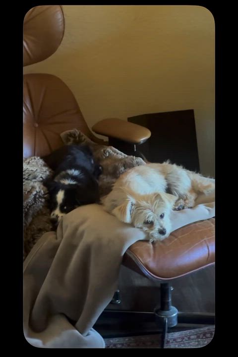 Enlarge Domino, an adoptable mixed breed in Canyon Country, CA video 5/5