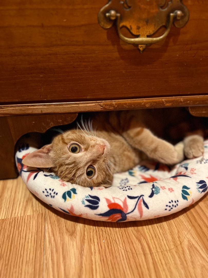 Enlarge Cheeto, a Adoptable Domestic Short Hair image 1/10