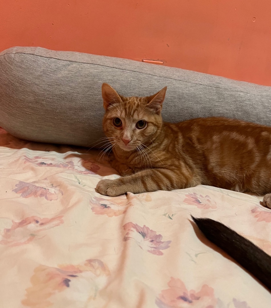 Enlarge Cheeto, a Adoptable Domestic Short Hair image 2/10