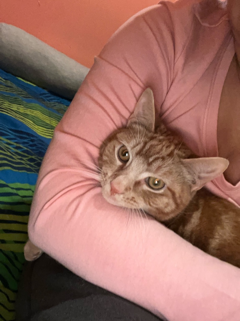 Enlarge Cheeto, a Adoptable Domestic Short Hair image 3/10