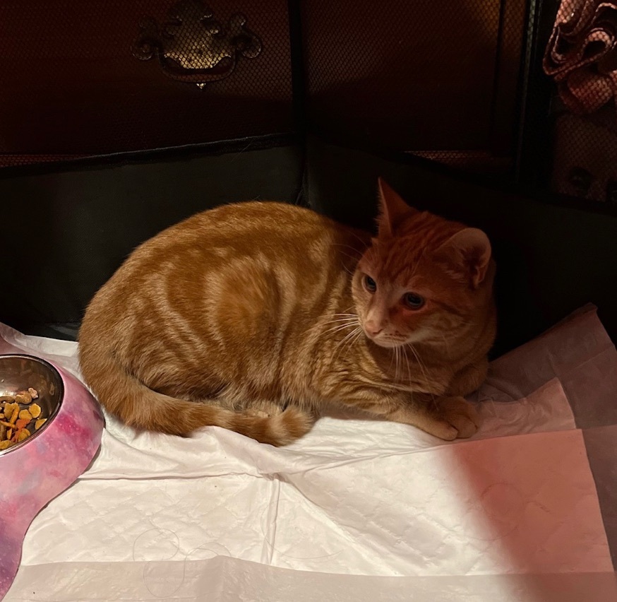 Enlarge Cheeto, a Adoptable Domestic Short Hair image 4/10