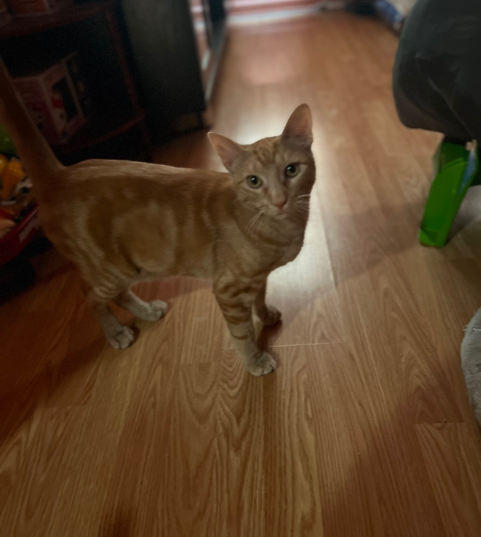 Enlarge Cheeto, a Adoptable Domestic Short Hair image 5/10