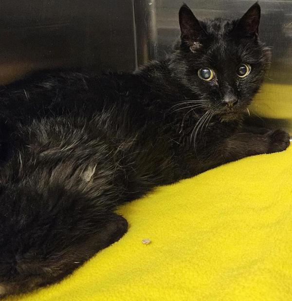 Lemmy 45920, Adoptable, Senior Male Domestic Short Hair.
