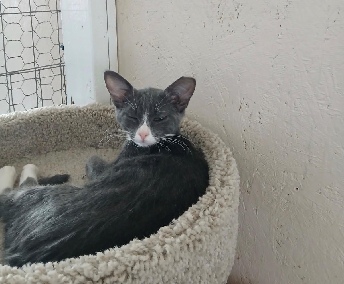 Enlarge Rumi, a Adoptable Domestic Short Hair in Walworth, WI image 4/4